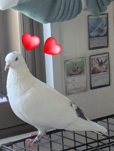 Lilybell and his 3 pigeon cards